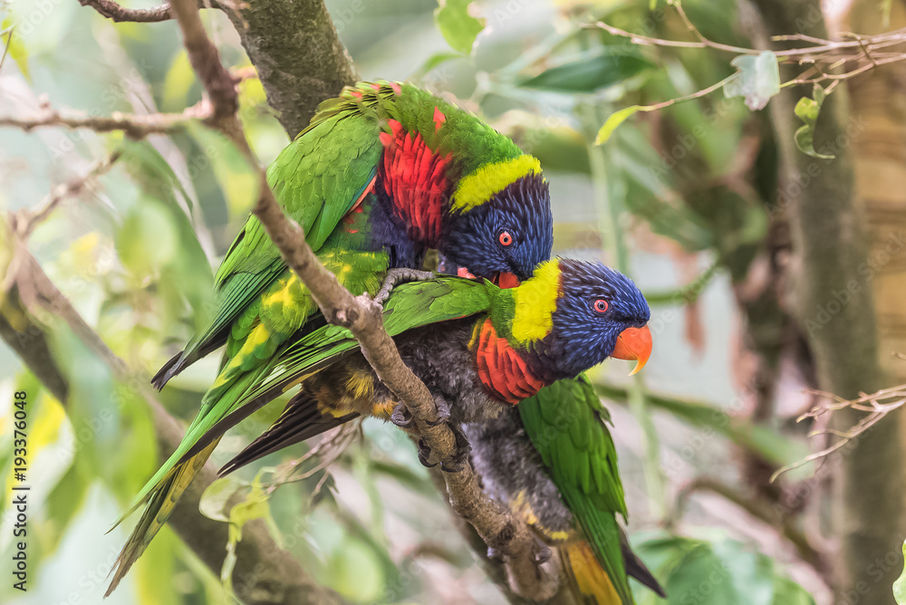Rainbow lorikeet, beautiful parrots mating
Rainbow lorikeet, beautiful parrots mating