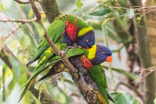 Rainbow lorikeet, beautiful parrots mating
