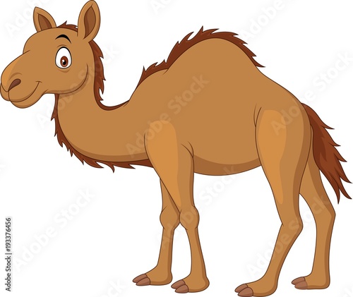 Cartoon camel isolated on white background photo