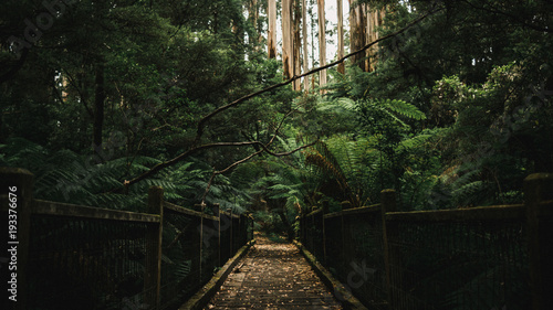 Australian Rainforest Path