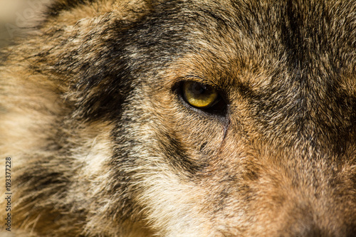Crop eye of furry wolf