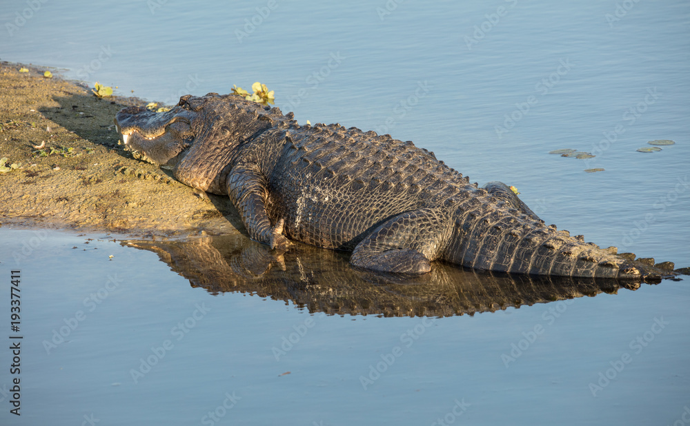 Naklejka premium massive alligator digesting prey at sunset