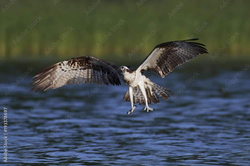 Obraz premium Osprey (Pandion haliaetus)