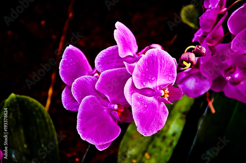 Purple Orchids at the Winter Festival this year.