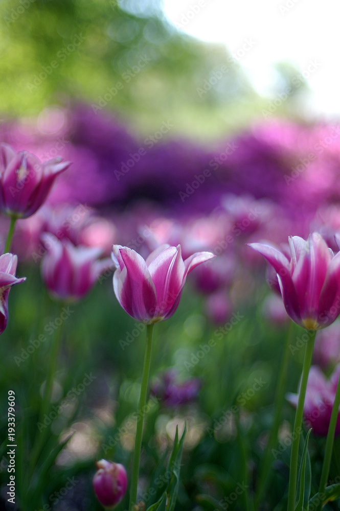 colorful tulips in springtime at sherwood gardens in baltimore maryland