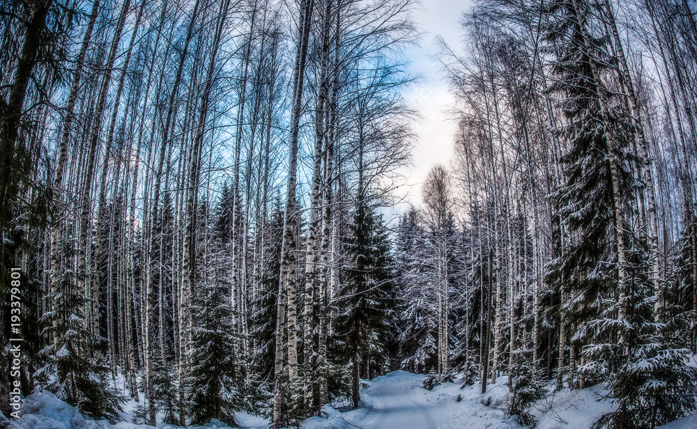 Spruce forest is in winter under the snow Spruce forest is in winter under the snow
