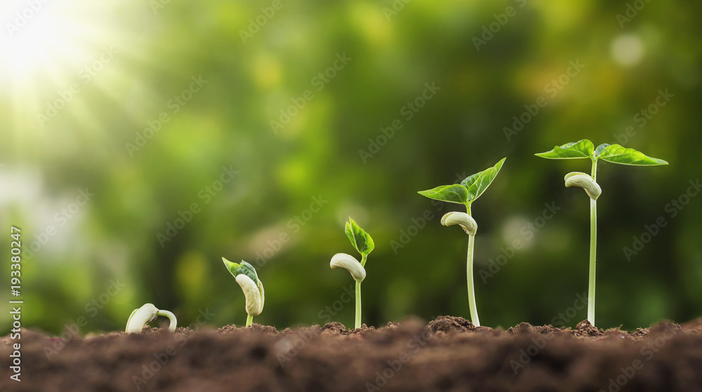 concept agriculture planting seeding growing step in garden with sunshine - obrazy, fototapety, plakaty 