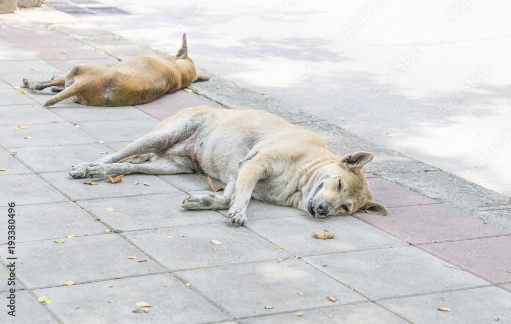 Do Dogs Like Sleeping Alone