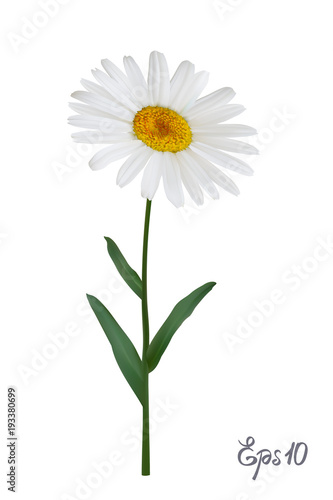 Fototapeta Naklejka Na Ścianę i Meble -  Daisy flower isolated on white background. Chamomile blossom illustration
