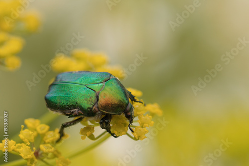 Green cockchafer , maybug on the yellow flower