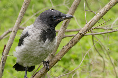 Young crow is sitting on the branch