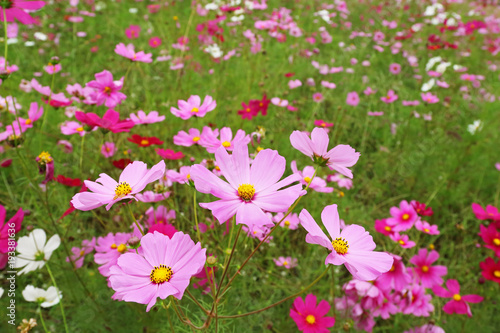 cosmos flower field