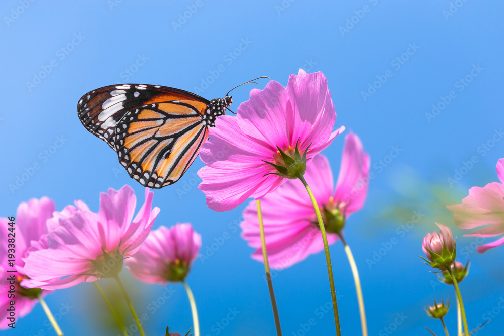Orange butterfly on cosmos flower field Orange butterfly on cosmos flower field