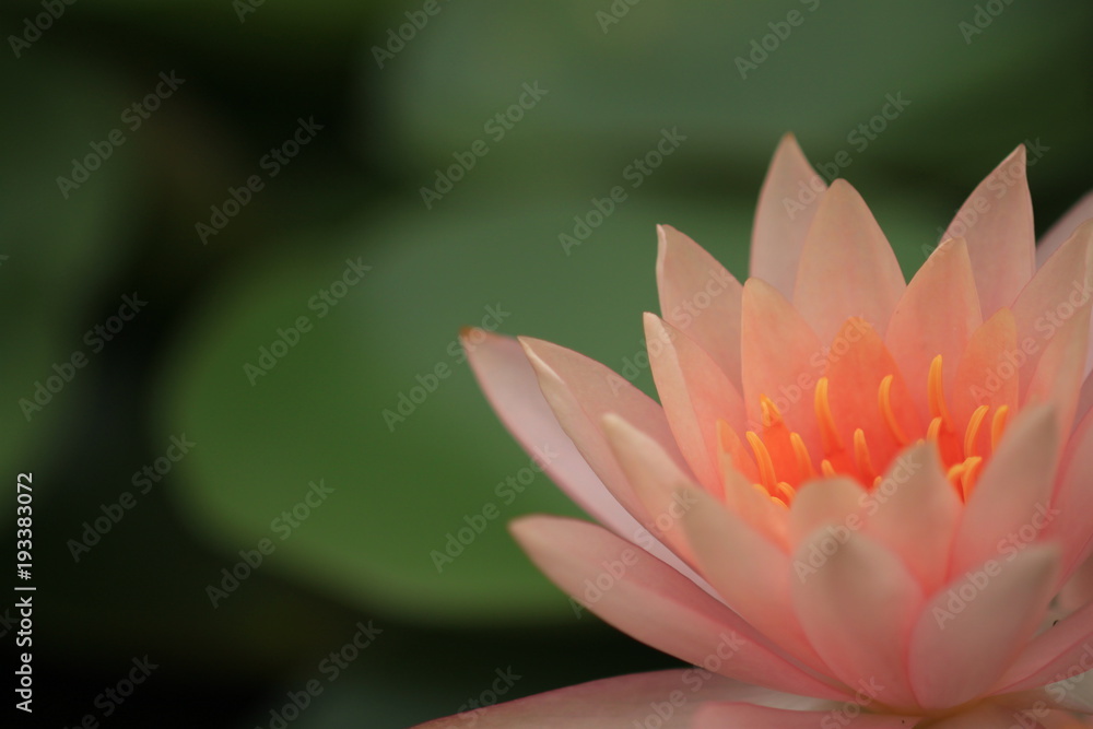 macro photography of the stamens of water lily, pink dawn water lily macro photography of the stamens of water lily, pink dawn water lily