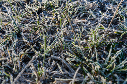 Grass covered with a hoarfrost on autumn