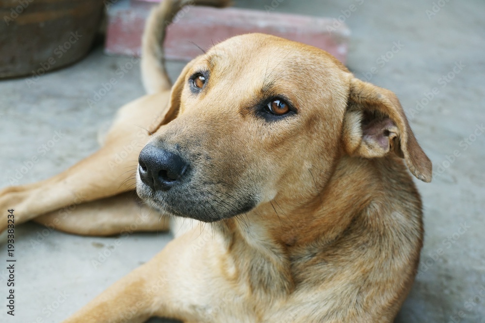 close up cute brown dog on cement floor close up cute brown dog on cement floor