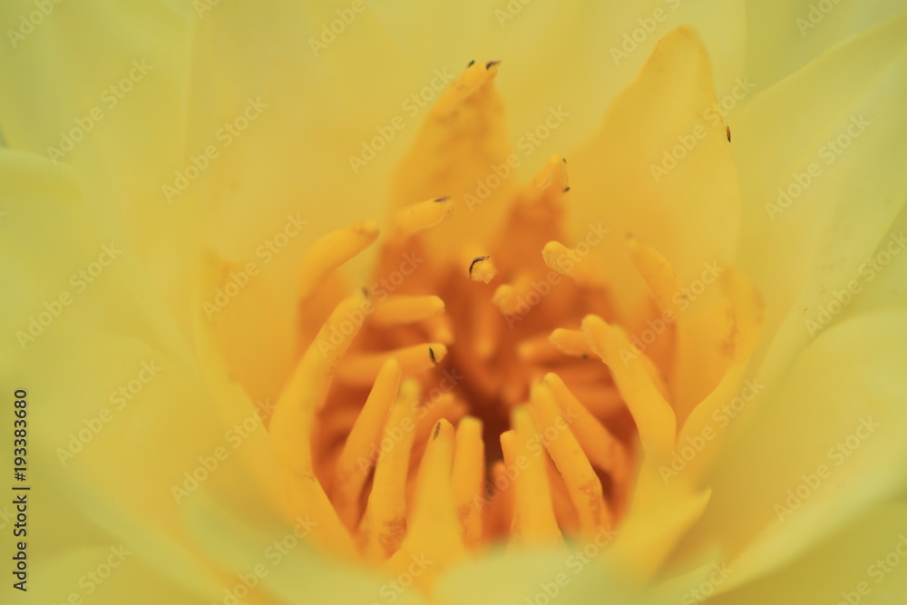 Fototapeta premium macro photography of the stamens of water lily, Texas dawn water lily, light yellow type