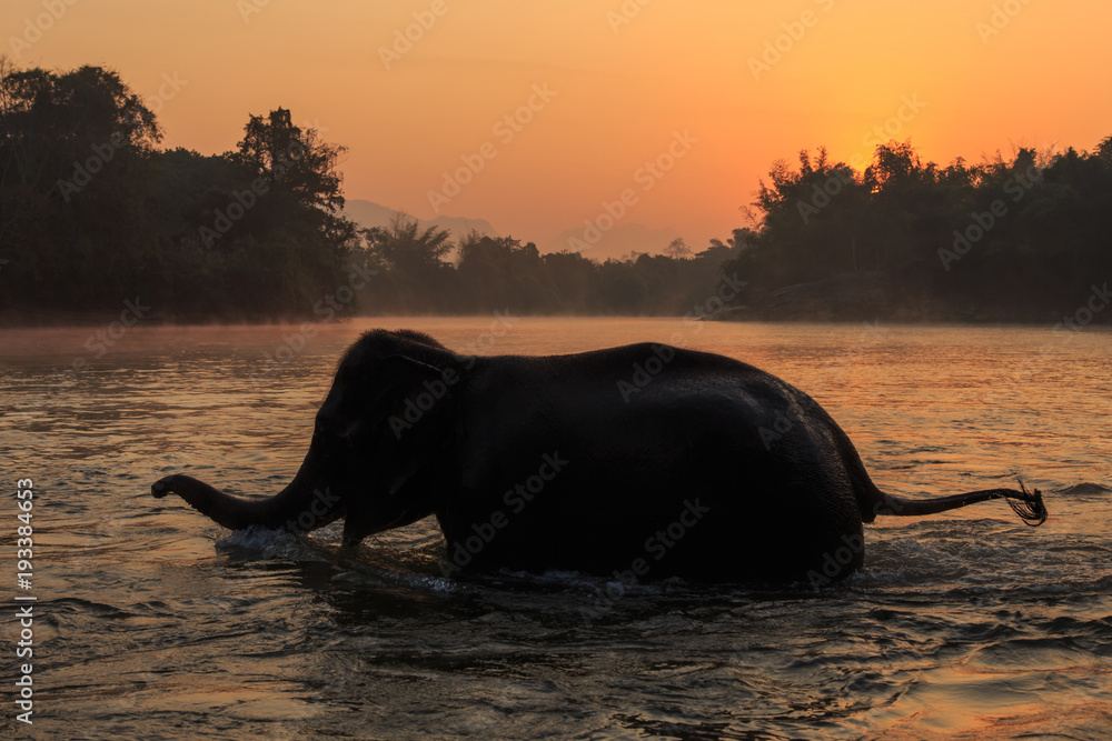 Fototapeta premium Elephants take a bath in Kwae-noi river. Kanchanaburi, Thailand