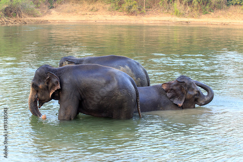 Elephants take a bath in Kwae-noi river. Kanchanaburi  Thailand