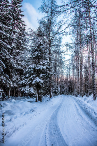 Spruce forest is in winter under the snow © tenrec