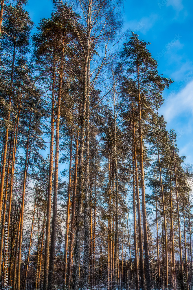 Forest is in winter at the sunset Forest is in winter at the sunset