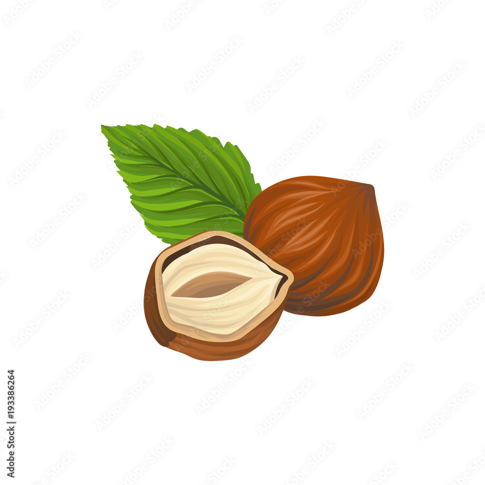 Cartoon illustration of whole and half of hazelnut, green leaf. Organic and healthy food