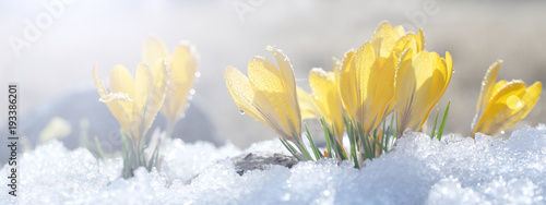 Crocuses grow on snow on a spring sunny day in the open ground. Coloring a composition of yellow flowers and a stone under bright rays, a template for a postcard.