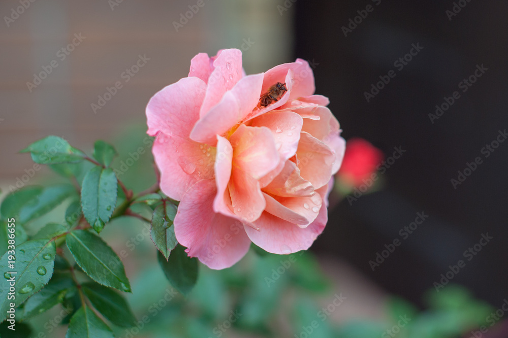 The bee hides from the rain in the rose petals The bee hides from the rain in the rose petals