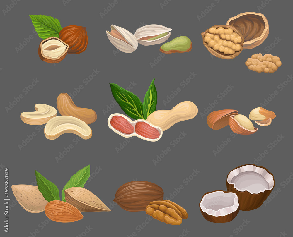 Various kinds of nuts hazelnut, pistachio, walnut, cashew, peanut, brazil, pecan and coconut. Healthy nutrition. Vegetarian food. Organic product. Detailed vector icon Various kinds of nuts hazelnut, pistachio, walnut, cashew, peanut, brazil, pecan and coconut. Healthy nutrition. Vegetarian food. Organic product. Detailed vector icon