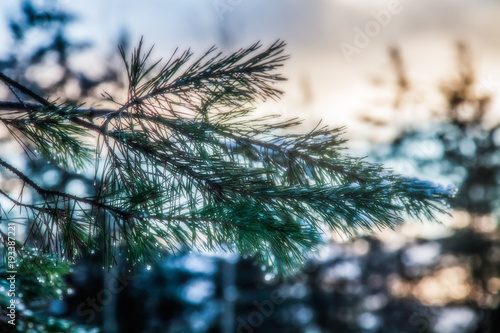 Spruce branch is covered with snow