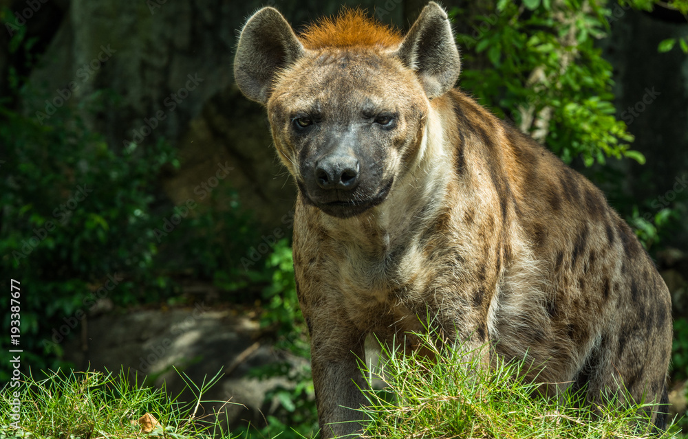 hyena in a zoo hyena in a zoo