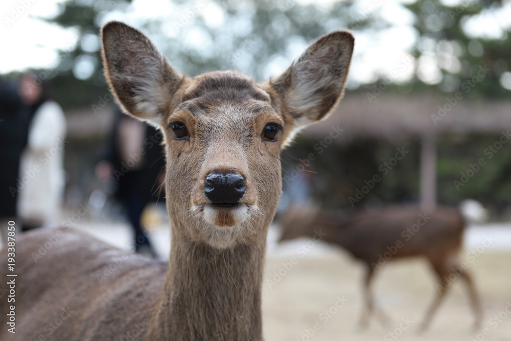 deer in the nara park,Japan