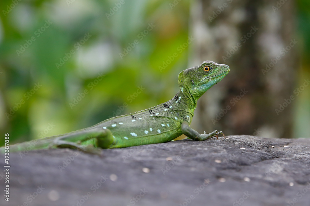 Fototapeta premium small iguana on a stone