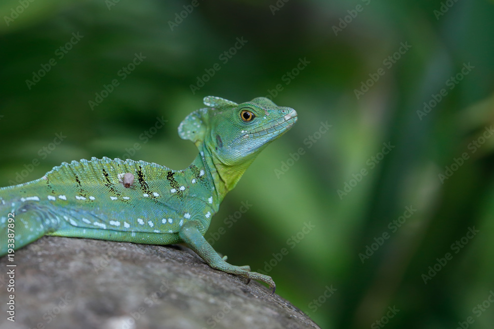 Fototapeta premium green iguana sitting on a stone