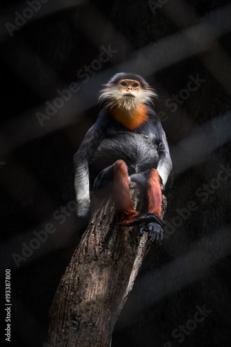 dramatic shot Red-shanked douc langur in the cage