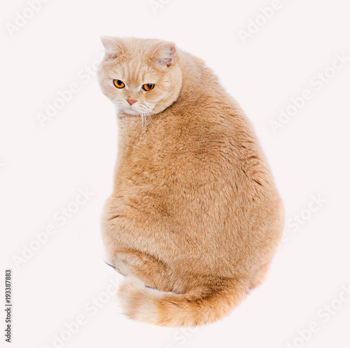 Fototapeta Naklejka Na Ścianę i Meble -  cat scottish straight cream - colored.