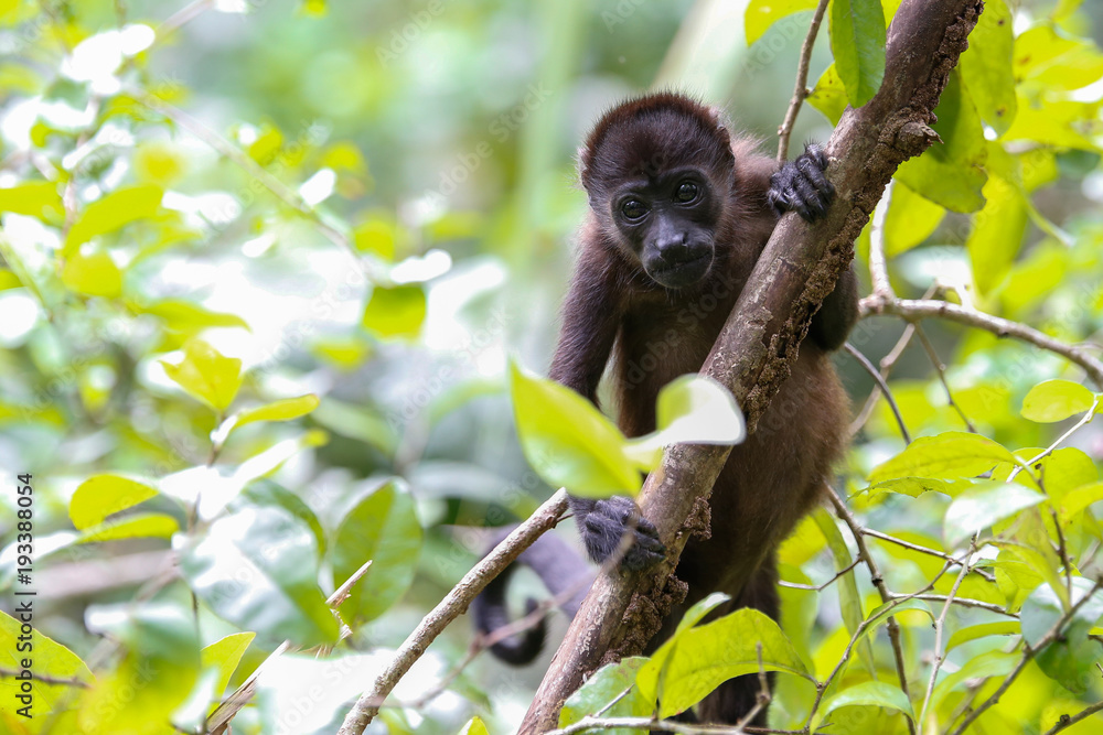 Fototapeta premium howler monkey in the trees