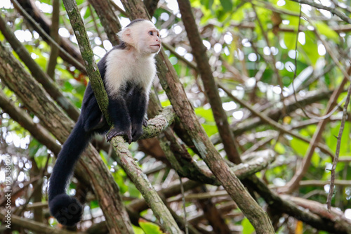 white headed capuchin monkey