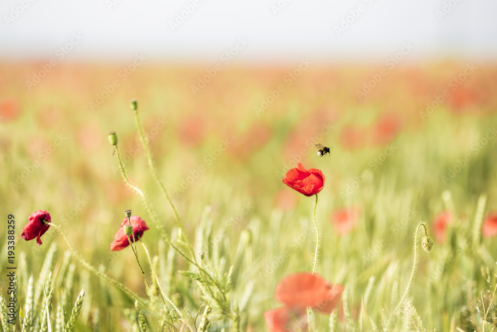 Fototapeta premium Bumble-bee on meadow