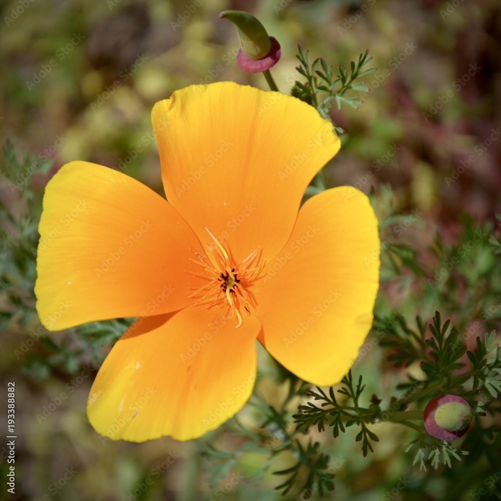 Fototapeta premium fleurs