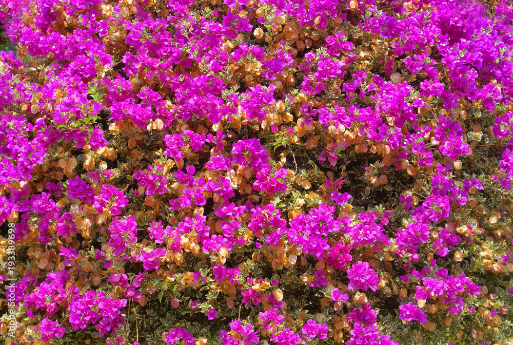 pink flowers background pink flowers background