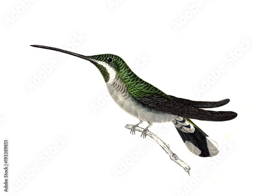 Illustration of a Hummingbird.