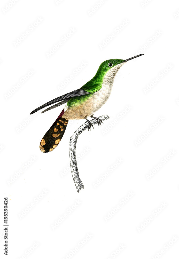 Fototapeta premium Illustration of a Hummingbird.