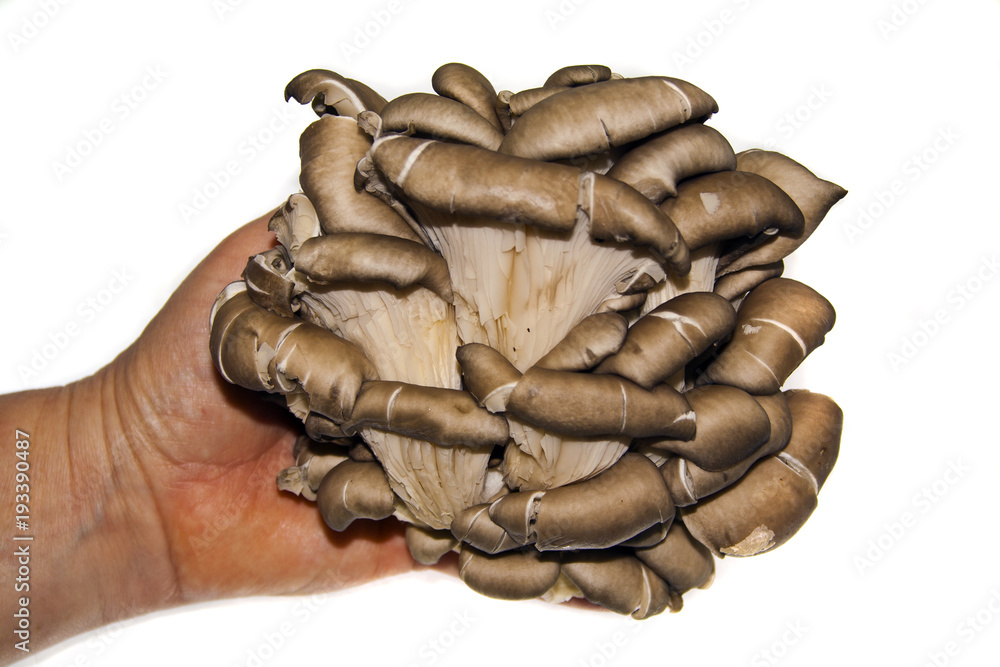 oyster mushrooms isolated on white background