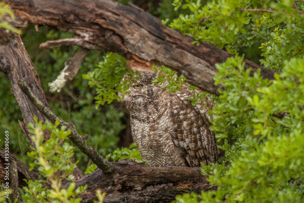 Fototapeta premium Spotted Eagle Owl