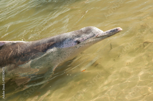 Obraz na plátne Mystique is an Australian Humpback Dolphin (Sousa Sahulersis) and a well known character in the Tin Can Bay area