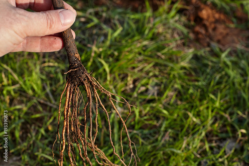 Man΄s hand holding roots of tree ready for planting.