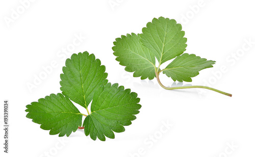 green strawberry leaf isolated on the white background