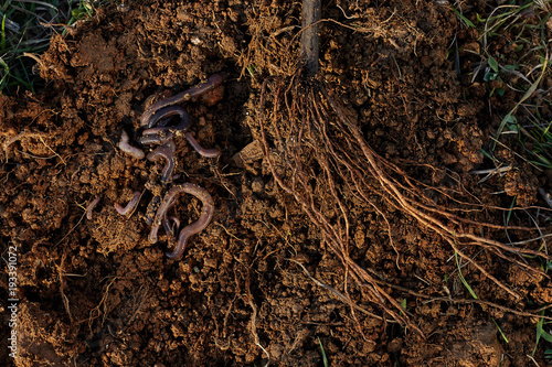 Roots of tree and worms on soil.