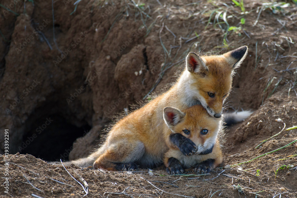 Two young red Fox playing near his hole
